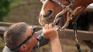 Horse dentist doing check up