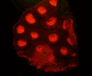 An image of fluorescent Favia, a scleractinian coral from the northern Red Sea expressing red fluorescent proteins. Its common name is staghorn coral.