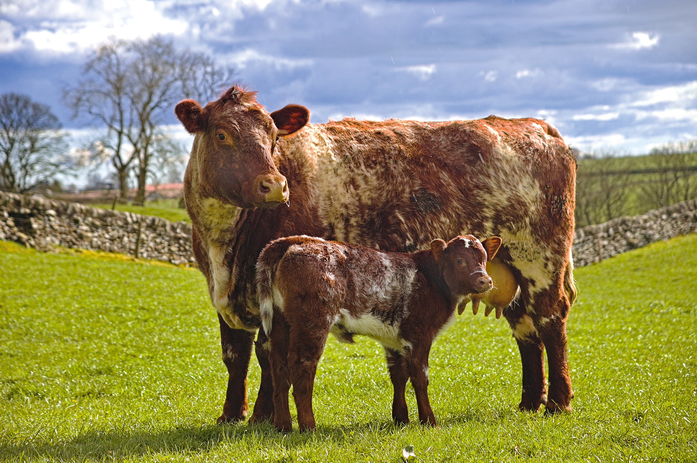 Shorthorns from the historic Chapelton herd at Castle Douglas in Dumfries and Galloway, managed by Jamie Biggar.