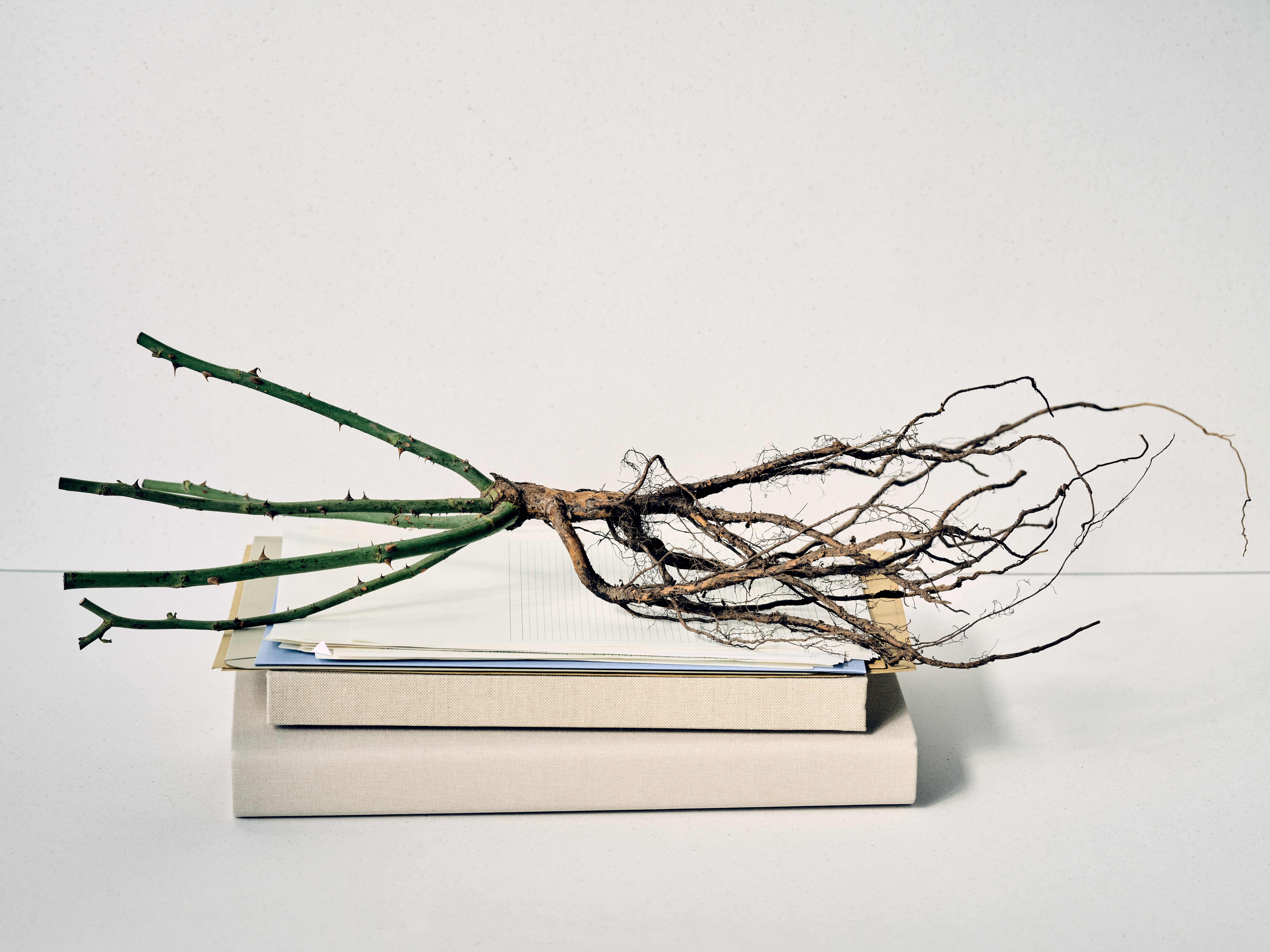 Bare root rose plants