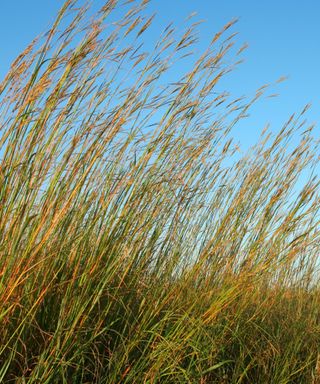 Long big bluestem grass stems in a yellow and green color with a clear blue sky above it