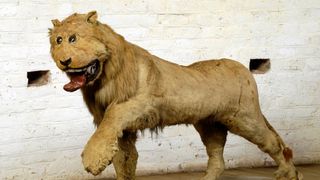 Believe it or not, this taxidermy in Sweden's Gripsholm Castle is supposed to represent a lion.