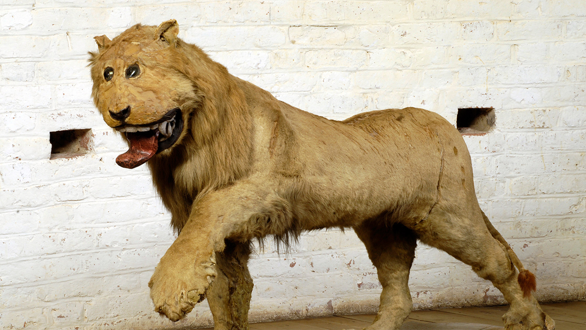 real taxidermy animals