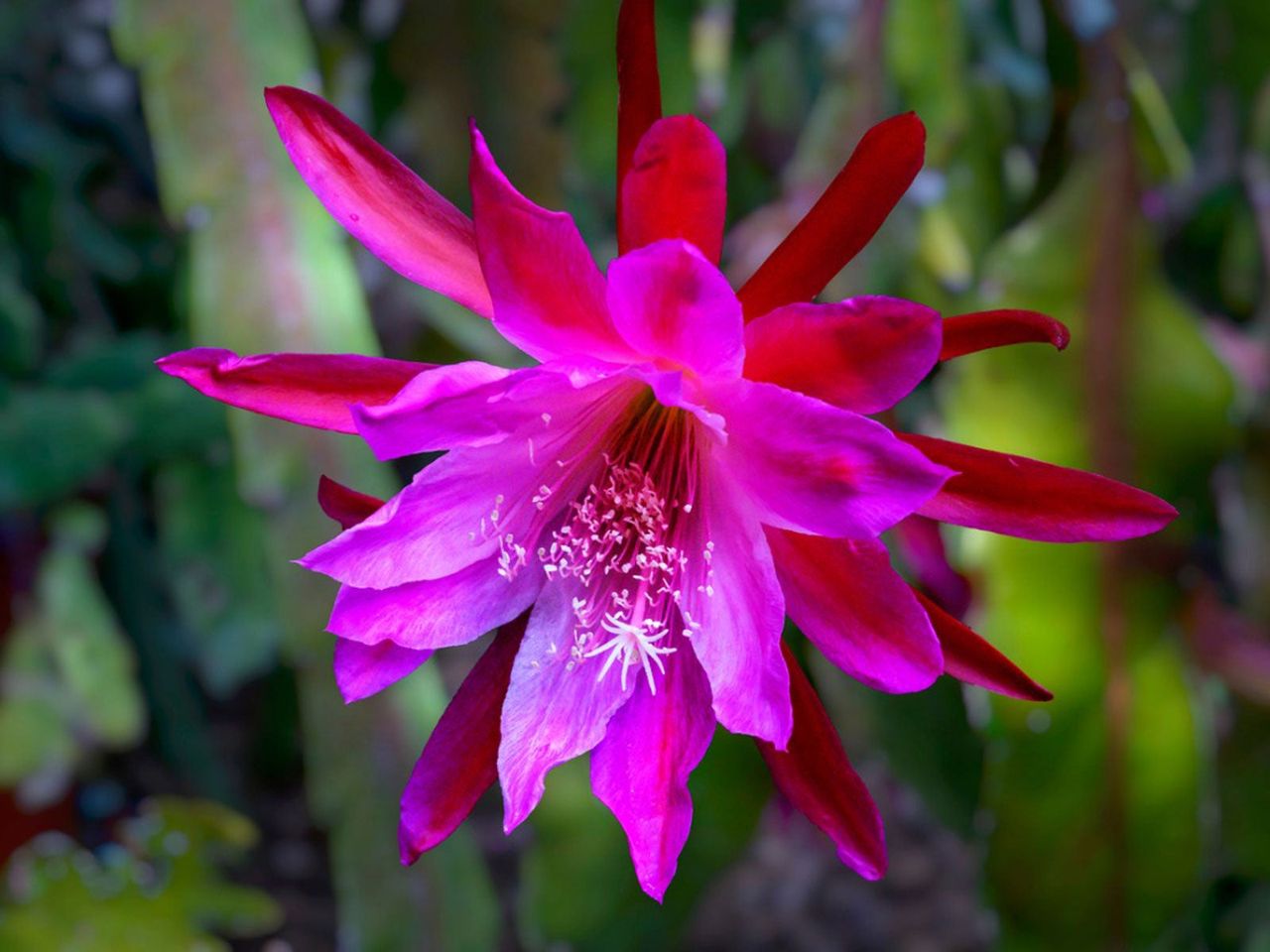 Pink Epiphyllum Plant