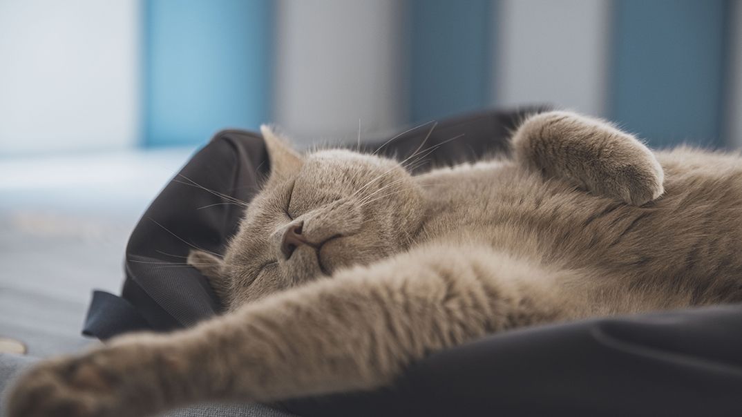 32 fun facts about British shorthair cats | PetsRadar