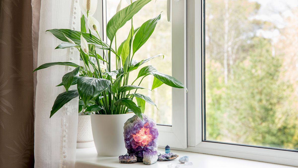 Peace lily plant on a windowsill