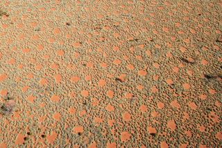 The Australian fairy circles (seen from above) form an additional source of water in this arid region, because the rainwater flows toward the grasses on the edge.