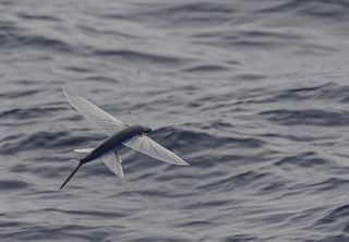 The Australasian flying fish, Cheilopogon pinnatibarbatus melanocercus, gliding over the water.