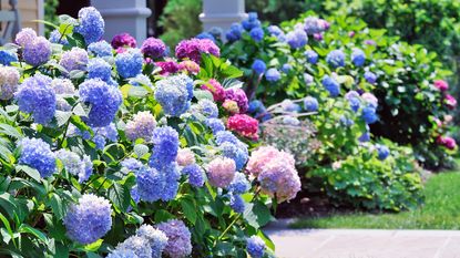 Front of house with hydrangeas