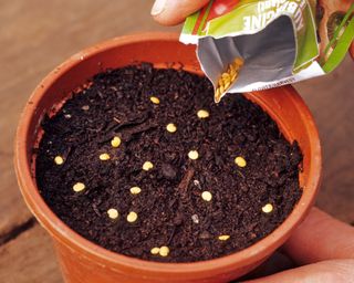 sowing aubergine seeds in small plastic pots to germinate indoors