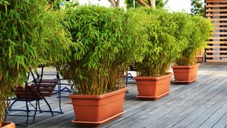 Green bamboo plants in pots