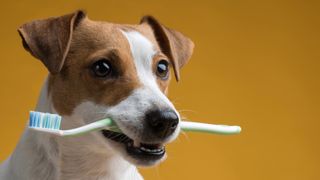 Dog with a toothbrush in his mouth on a yellow background - stock photo