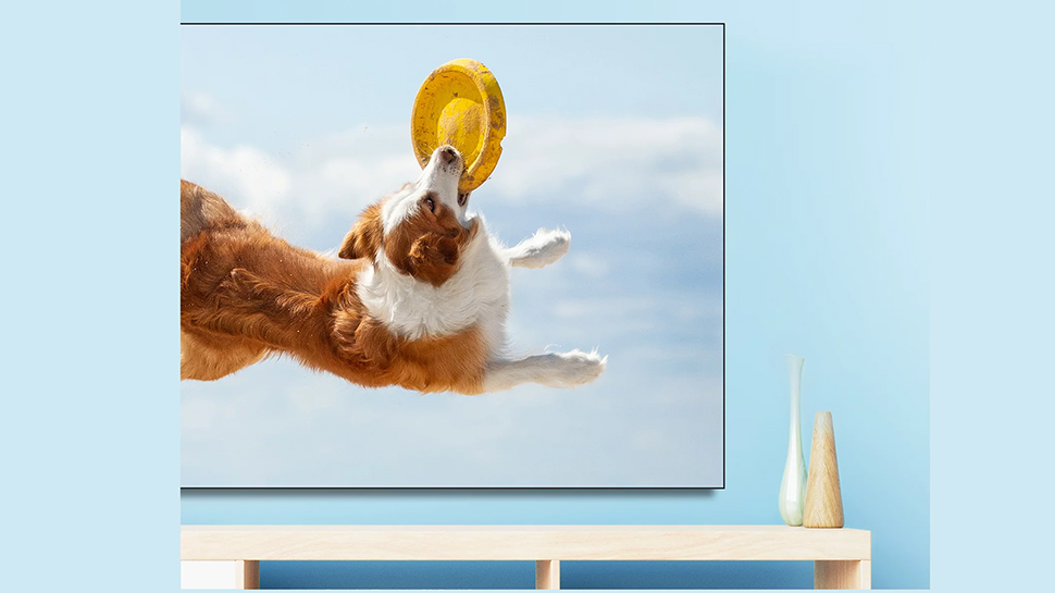 A dog eats a Frisbee on a TV.