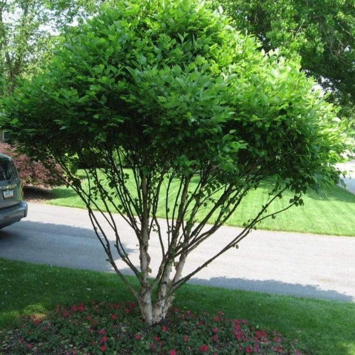 Fox Valley River Birch - 3 Gallon Pot