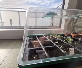 Seedlings planted in a propagator on a windowsill