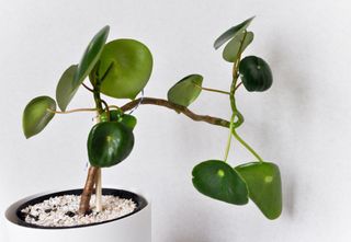 A Pilea Peperomioides houseplant with leggy growth