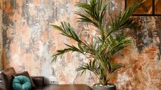 indoor plant Kentia palm 