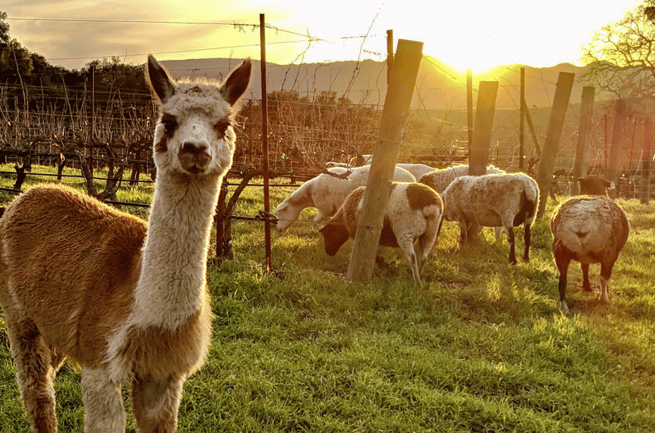 San Luis Obispo Syrahs &ndash; Tablas Creek
