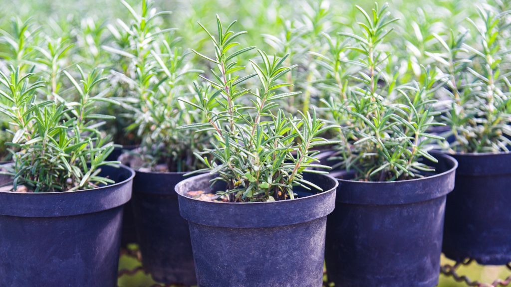 several potted rosemary plants 