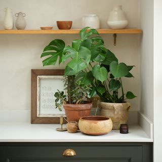 a close-up of a kitchen counter with a rustic collection of houseplants and pots with a shelf and more decorative ceramics