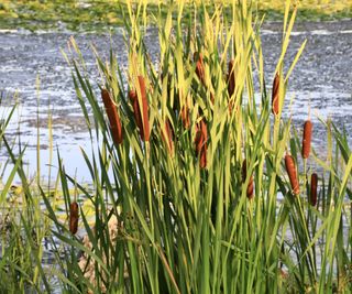 Cattails in a pond