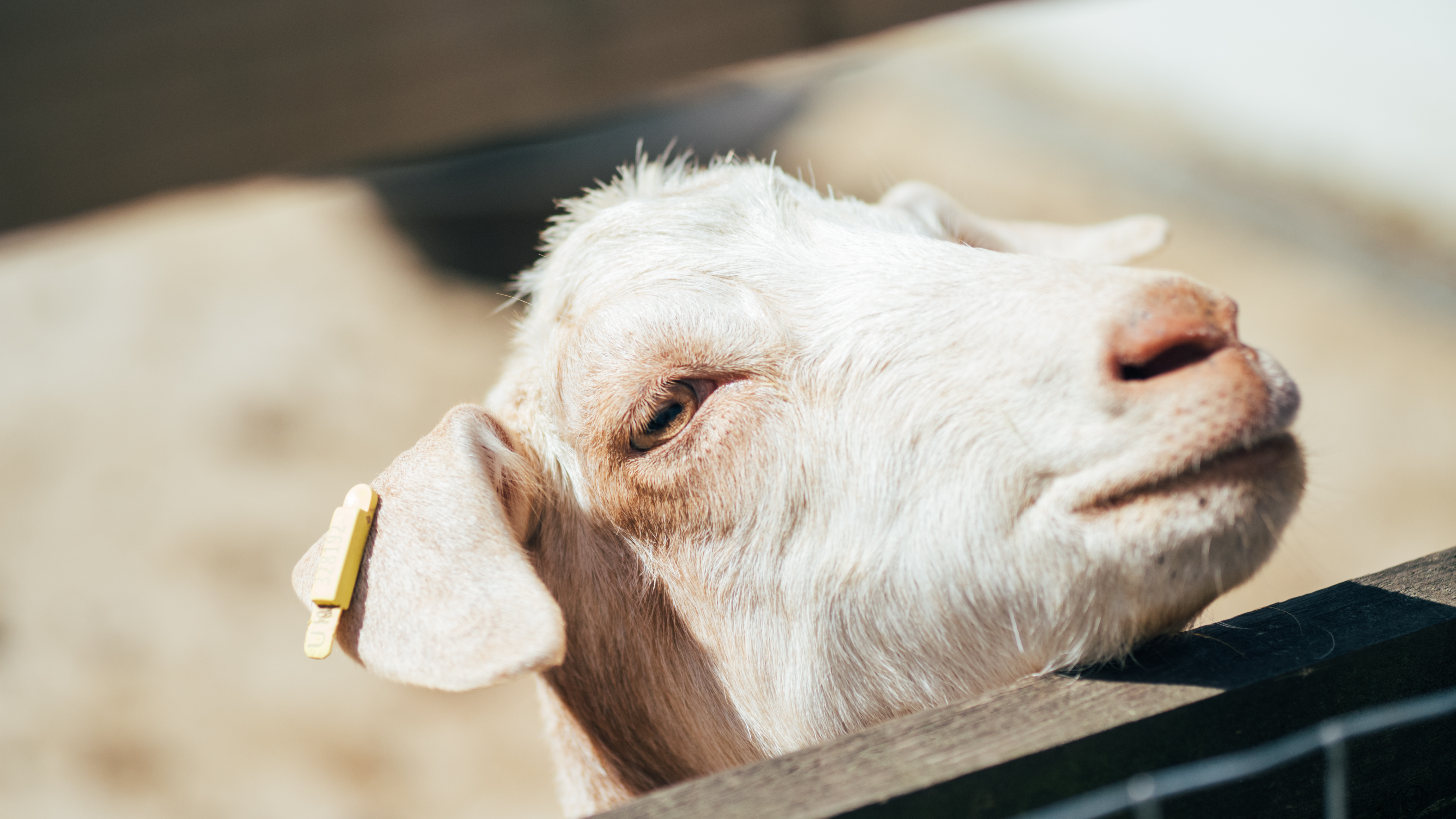 A close-up image of a goat's head, Olympus EM-5 Mark II sample images