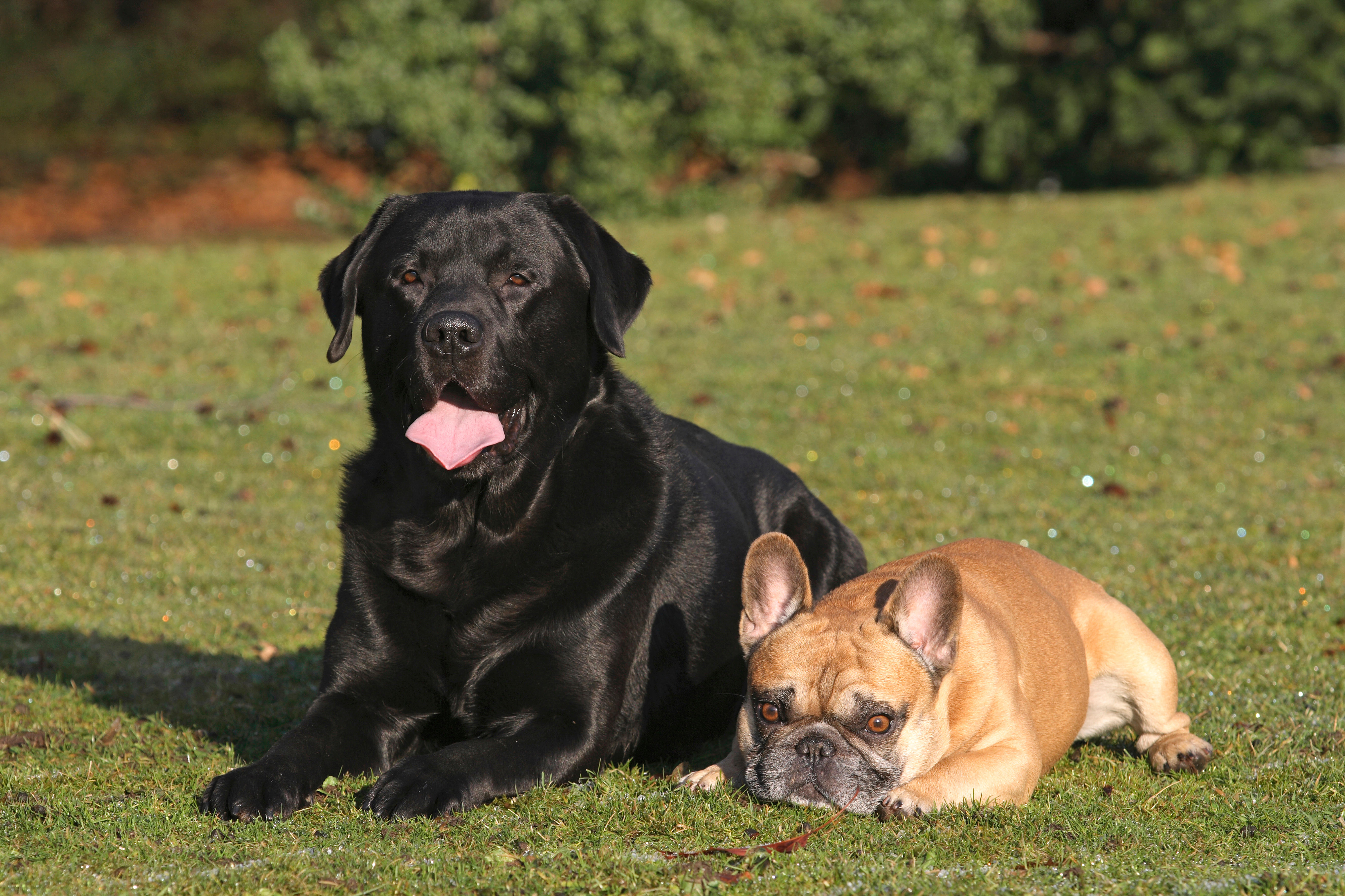 The French bulldog and the labrador are far and away the most popular pedigree chums.