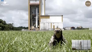 A sloth seen at the European Spaceport in Kourou, French Guiana, ahead of the launch of Europe's Jupiter-exploring