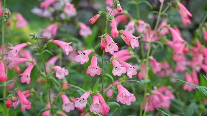 pink penstemons in garden borders