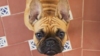 French bulldog wrinkly face