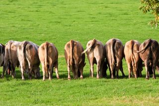 Cows rear view