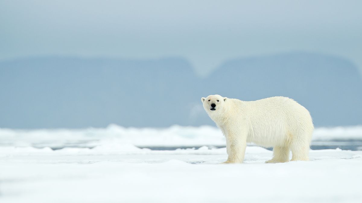 How big is the Arctic Ocean? And eight other Arctic facts