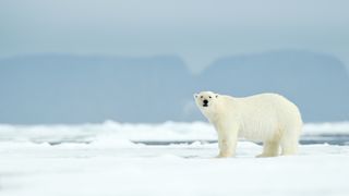 A polar bear in the Arctic.