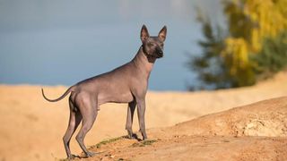 Xoloitzcuintli standing on top of a hill