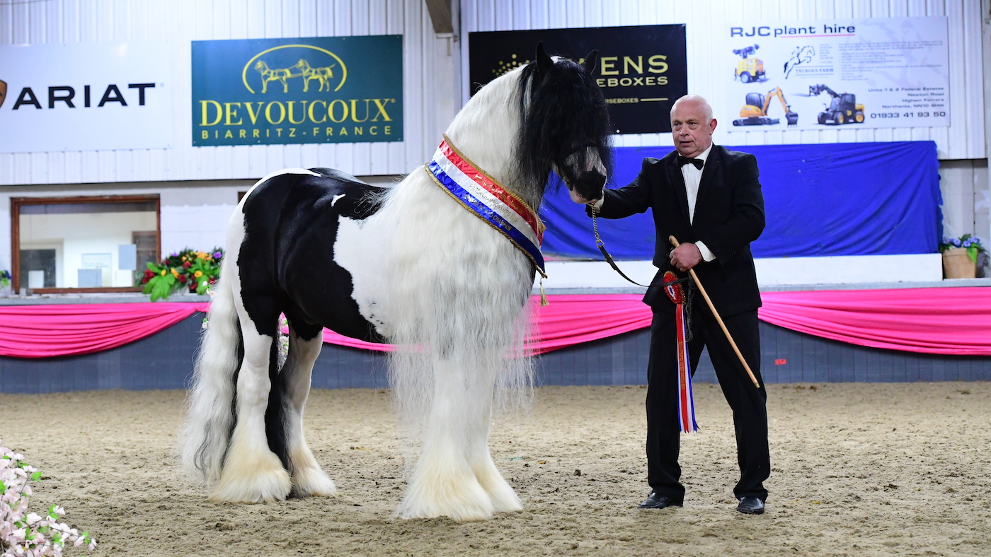 Coloured horse winning in-hand championship