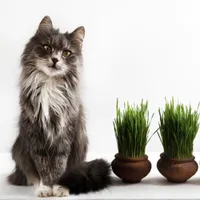 Organic Cat Grass Kit | Was $39.95, now $24.95