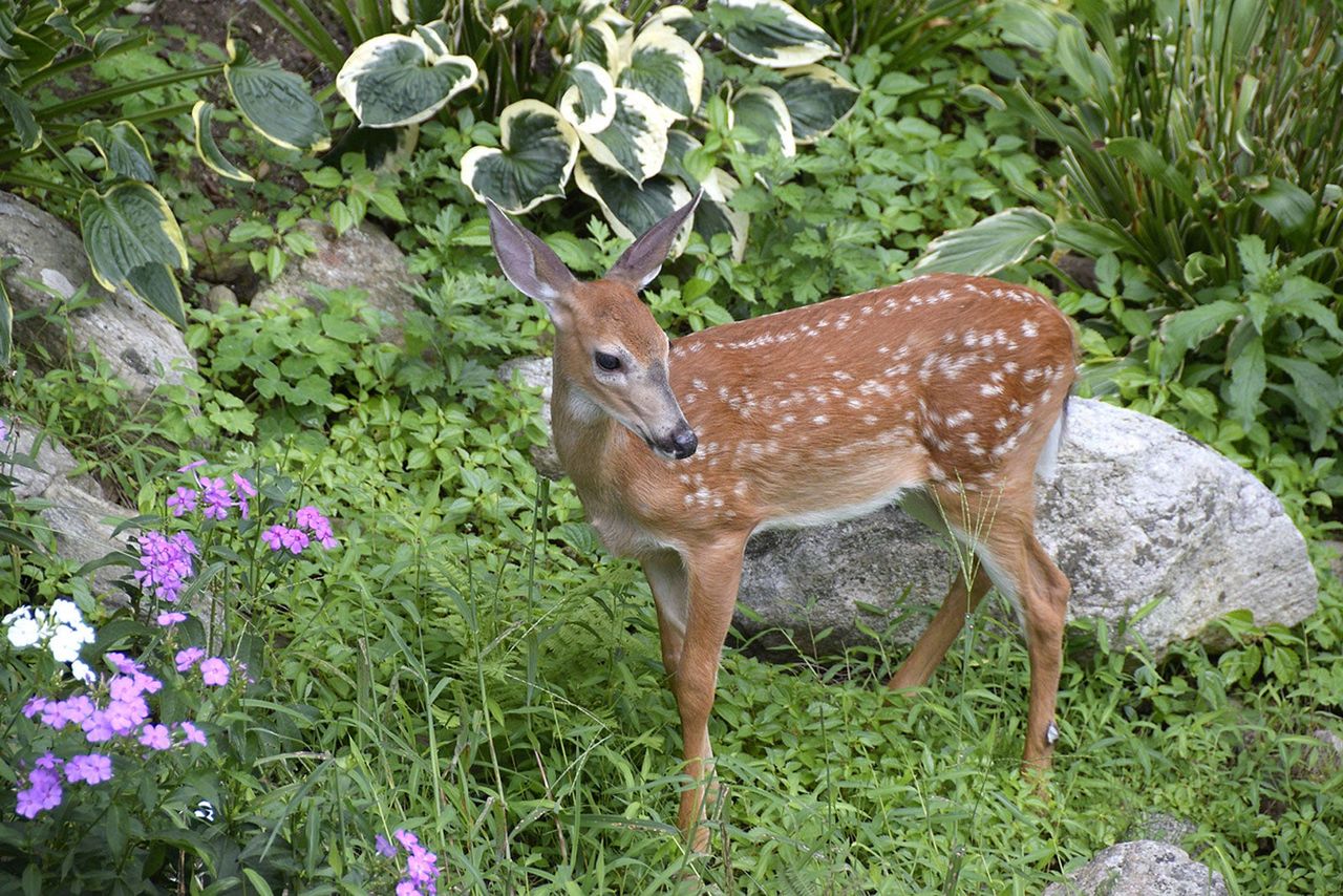 A Doe In The Garden