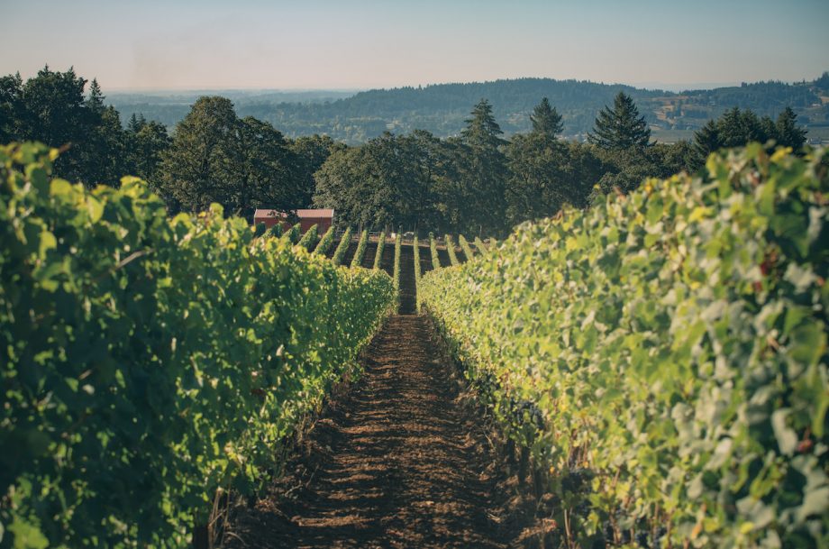 Adelsheim Vineyard's Quarter Mile Lane