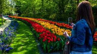 A woman takes photos of the colorful tulips at Keukenhof in the Netherlands