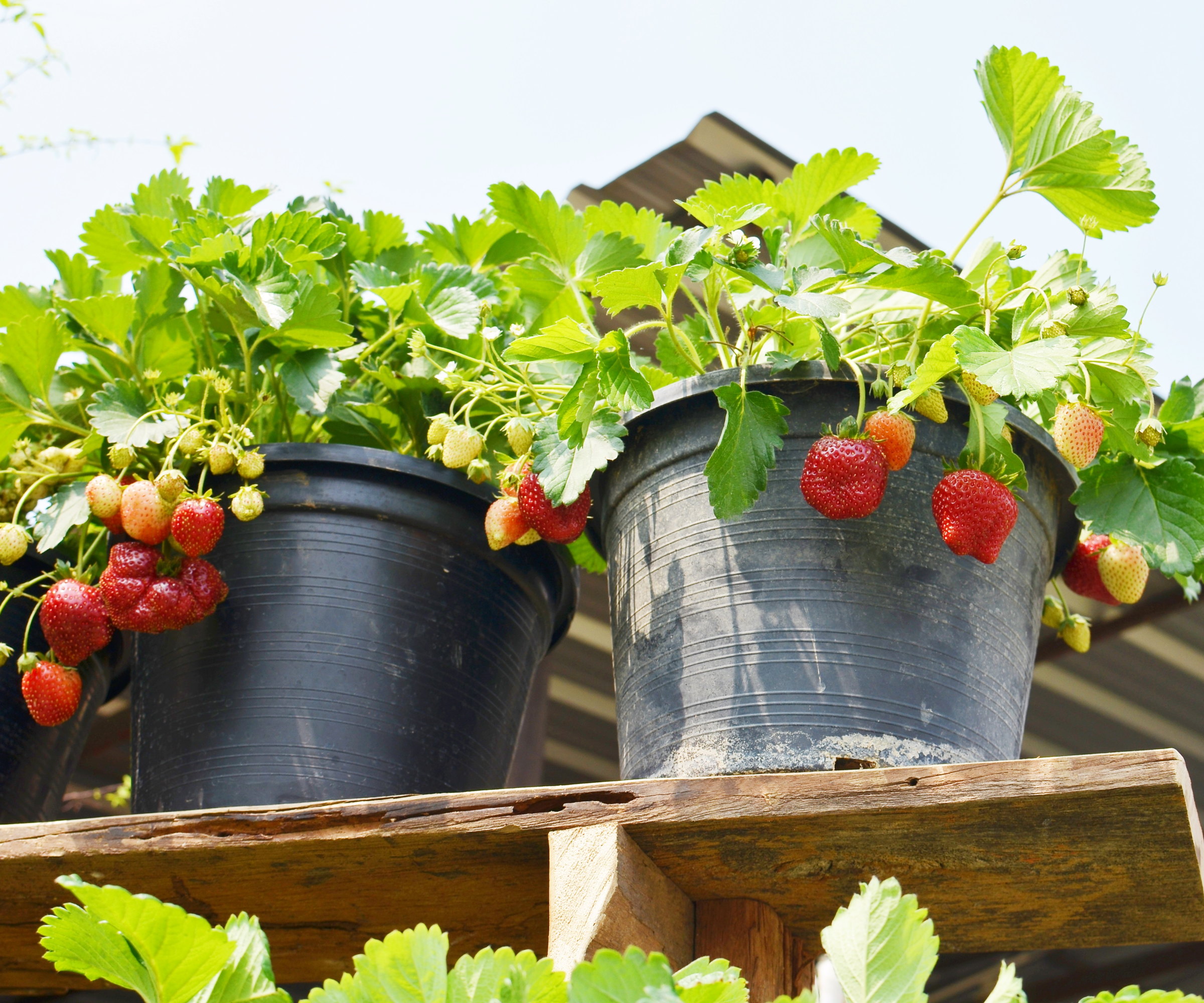 Strawberry plants growing in plastic pots on a wooden bench