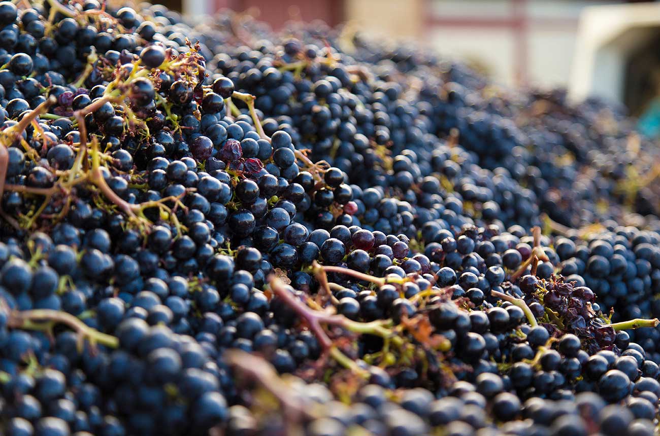 Malbec grapes in St-Emilion; Jane Anson shines a light on Bordeaux's single-variety wines.