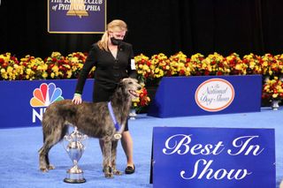 Claire the Scottish deerhound