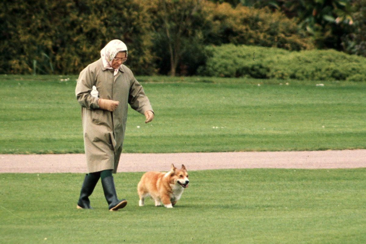 Samling Dog Sex Videos - Apparently, the Queen hasn't been well enough to walk her corgis for six  months | Marie Claire UK