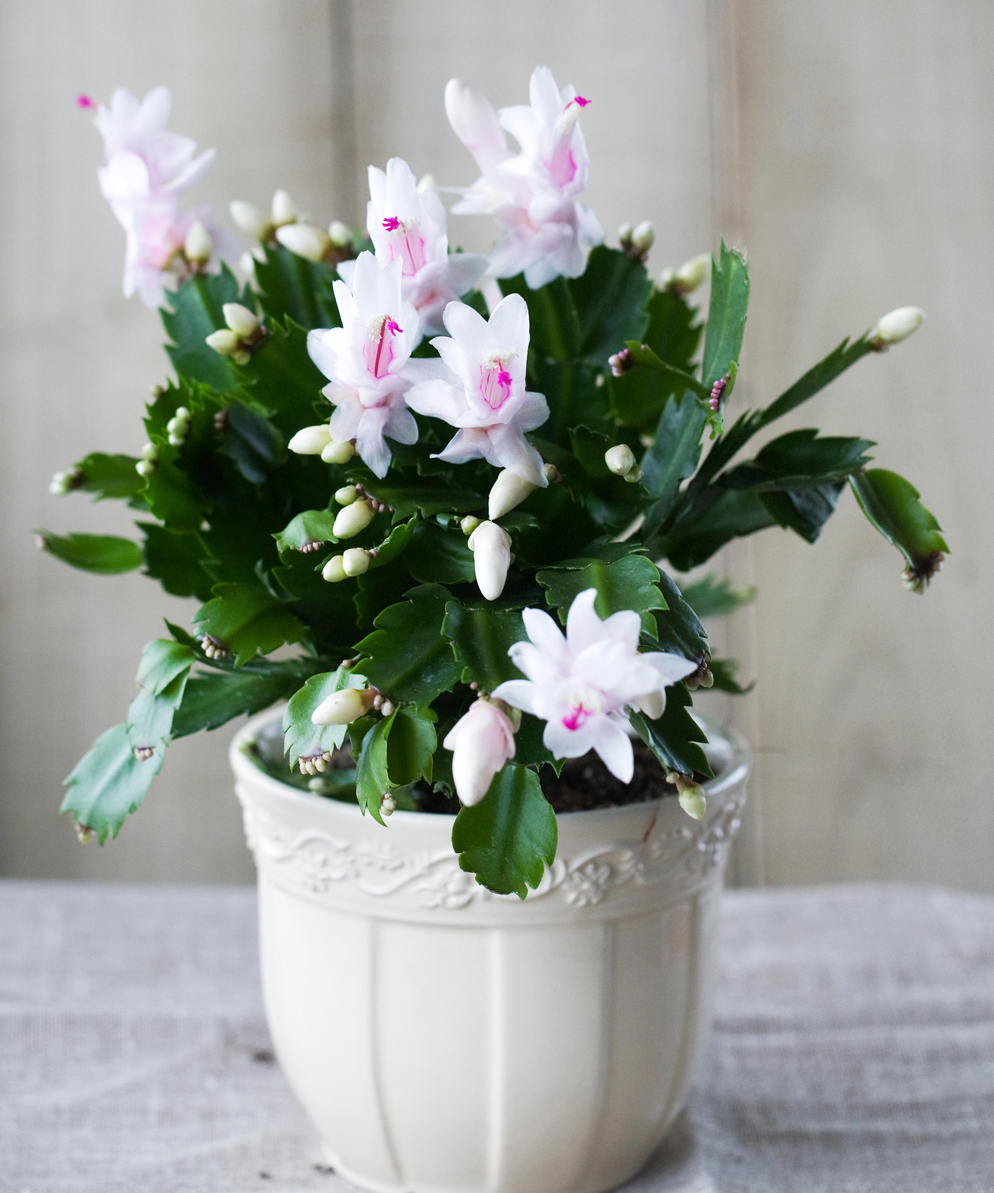 What to Do With a Thanksgiving Cactus in September to Get It Ready for a Showstopping, Flower-Filled Display