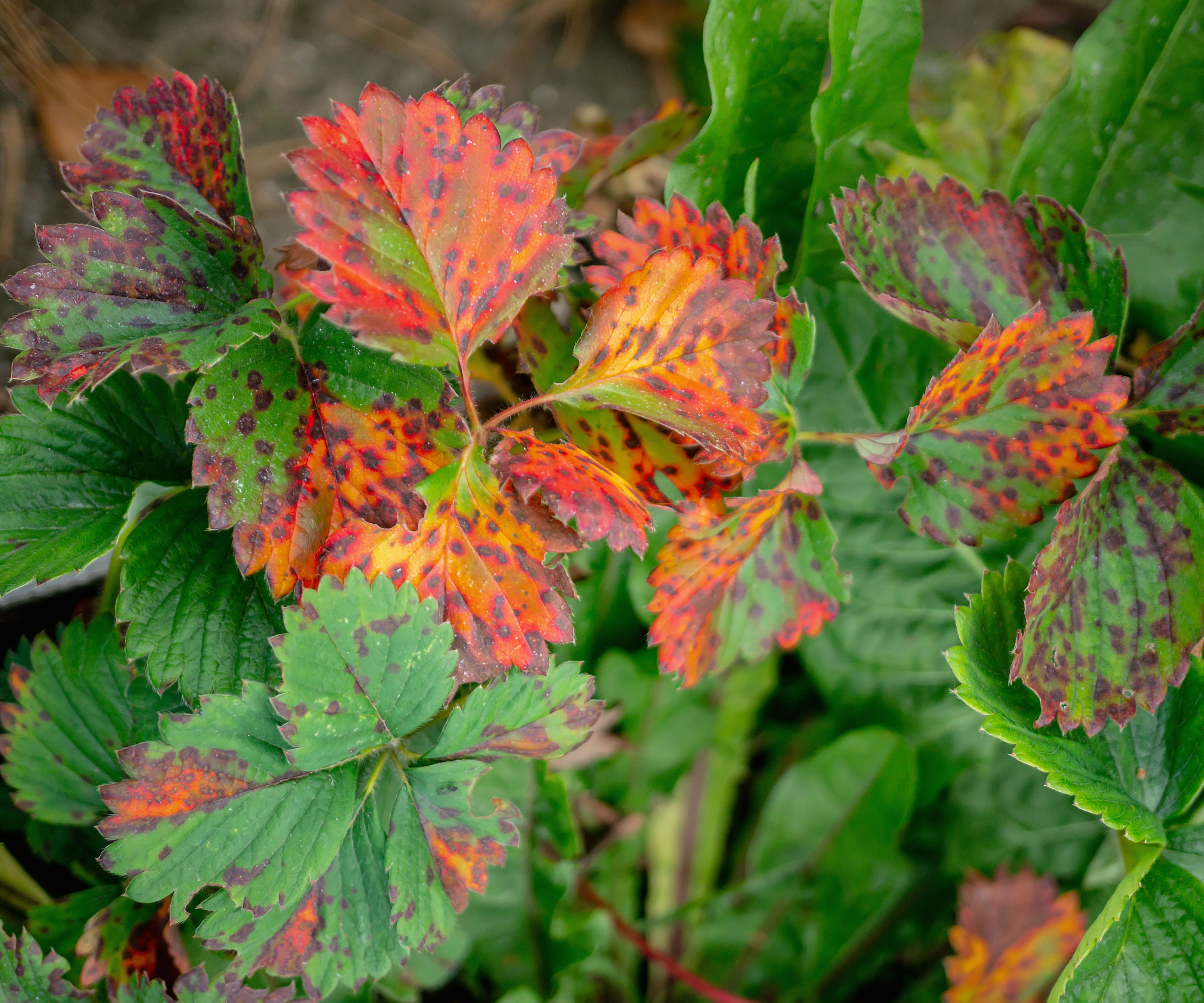 strawberry leaves showing signs of verticillium wilt