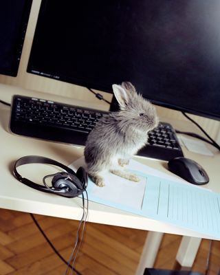 A rabbit on a desk