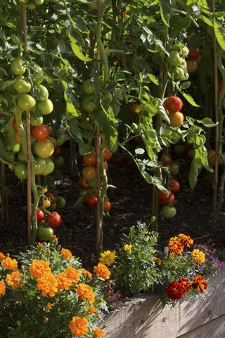 companion planting tomatoes and french marigolds