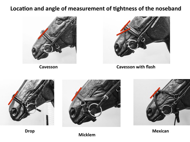 tight nosebands