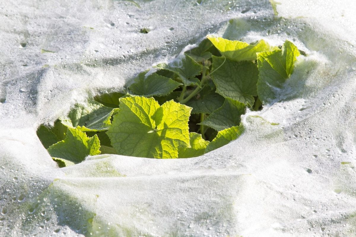 Avoiding Damage To Cucumbers How To Protect Cucumber Plants From Cold And Pests Gardening