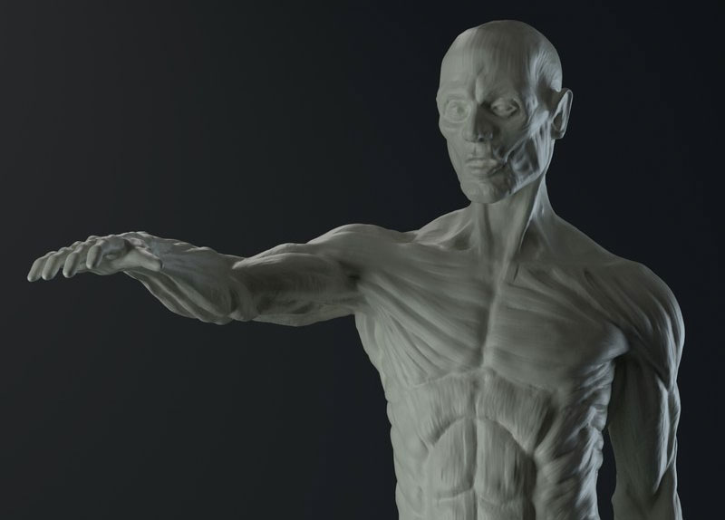 Free 3D models: Male anatomy